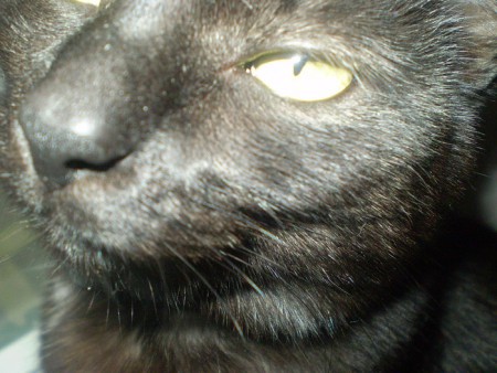 Elsie.